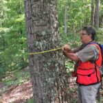 Scientist measures tree in forest